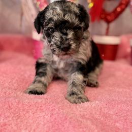 Aussiedoodle and Miniature Schnauzer Puppies from Southern Paws Kennels