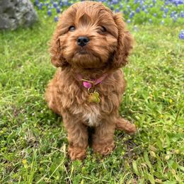 Cavalier King Charles Spaniel and Cavapoo All Grown Up from Terrace Cavaliers and Cavapoo’s