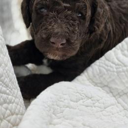 Savannah - Brown female Poodle puppy in Conroe, Texas from Pear house farm