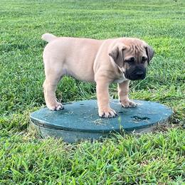 Lime green collar male - Brown male Boerboel puppy in Guysville, Ohio from Fueled Kennel