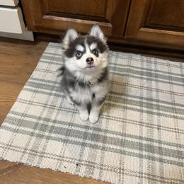 Pomsky Puppies from Pomsky Pack & Co