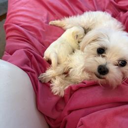 Maltese and Maltipoo Puppies from Julie Tremblay