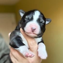 Thorn - Agouti and white male Siberian Husky puppy in Florence, Kentucky from Moonlight Howl Huskies