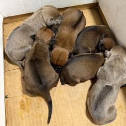 Boy 6 - Wheaten blk nose male Rhodesian Ridgeback puppy in Greenville, Ohio from Masai's Pride Rhodesian Ridgbacks