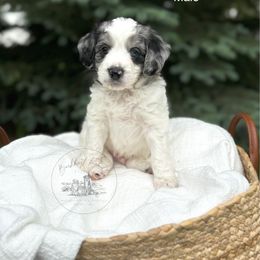 Mickey Mouse - male Australian Mountain Doodle puppy in Iowa from Burkhart Family Puppies