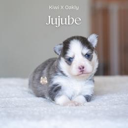 Jujube - Blue female Pomsky puppy in San Mateo, California from The Pomsky Garden