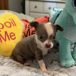 Dice - Blue male Chihuahua puppy in Amity, Pennsylvania from Rhoda and Verna
