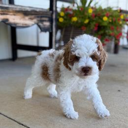 Green Boy - Brown and white male Cockapoo puppy in Fort Gibson, Oklahoma from Waggle Doodles