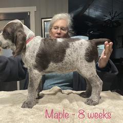 Spinone Italiano Puppies from High Pines Spinoni Italiani