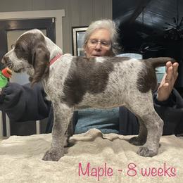 Spinone Italiano Puppies from High Pines Spinoni Italiani