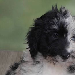 Aussiedoodles from Feather Valley Farm