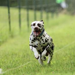 Basset Hound and Dalmatian Puppies from Lazy B Bassets and Dalmatians