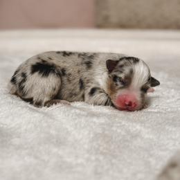 Gucci AKC - Blue merle male Australian Shepherd puppy in Polk City, Florida from Skaky Shepherds
