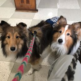 Shetland Sheepdogs from Betty Carter's Shetland Sheepdogs