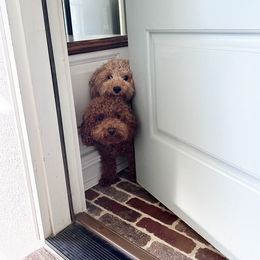 Goldendoodle Puppies from Proctor’s Petite Goldendoodles