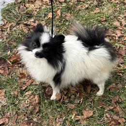 Prism - Pomeranian