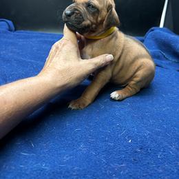 Boy 4 (Yellow) - Rd whtn blk nose male Rhodesian Ridgeback puppy in Ocala, Florida from DogWood Kennels