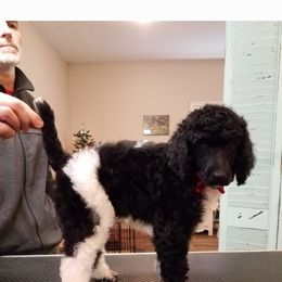 Poodle Puppies from Trisha's Poodles
