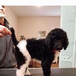 Poodle Puppies from Trisha's Poodles