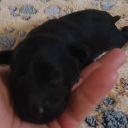 Boy one - Black male Cavapoo puppy in East Providence, Rhode Island from Marta's Cavaliers