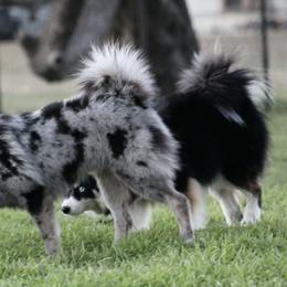 Nic - Pomsky