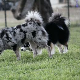 Nic - Pomsky