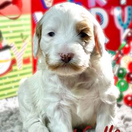 Noelle - Parti female Goldendoodle puppy in Travelers Rest, South Carolina from Bailey Mountain Doodles
