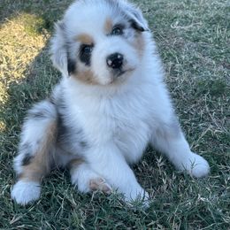 Australian Shepherd Puppies from South Ridge Aussies