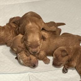Orange - Red  female Goldendoodle puppy in Shingle Springs, California from Creamy Retrievers