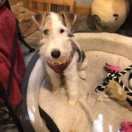 Wire Fox Terrier Puppies from What the Fox - Wire Fox Terrier