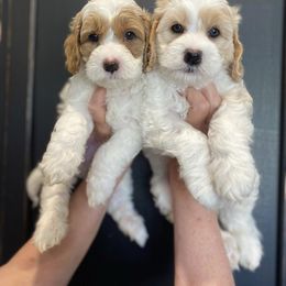 Australian Labradoodle Puppies from Sunny Day Doodles
