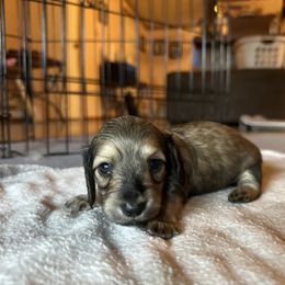 3rd Born Shaded Cream  Female - Cream Dachshund puppy in Rochester, Washington from Curtiss Dachshunds