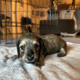 3rd Born Shaded Cream  Female - Cream Dachshund puppy in Rochester, Washington from Curtiss Dachshunds