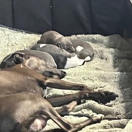 Italian Greyhound Puppies from Fisher Link