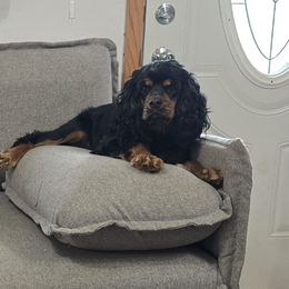 Ella - Cocker Spaniel