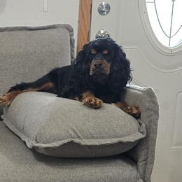 Ella - Cocker Spaniel