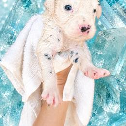 Aquamarine - White and black male Dalmatian puppy in Bremen, Georgia from Clark’s Dalmatians