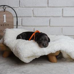 Zurg - Merle male Labradoodle puppy in Bryantown, Maryland from Doodles on Duty
