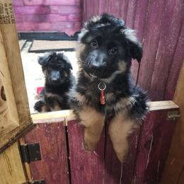 Brand - Black and tan male German Shepherd puppy in Fort Jennings, Ohio from Von Holtzapple German shepherds