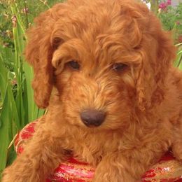 Goldendoodle Puppies from Abidoodles