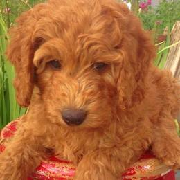 Goldendoodle Puppies from Abidoodles
