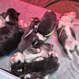 Pembroke Welsh Corgi puppies from Raccoon Creek Corgis