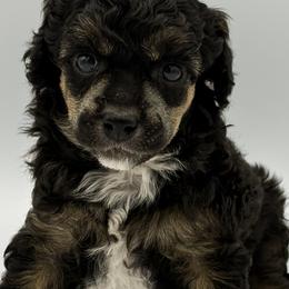 Smooch - Phantom male Poodle puppy in Wheatland, California from Sapphire Ridge Poodles