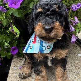 Patriot - Phantom male Poodle puppy in Canfield, Ohio from Poo's Doo's & Inu's
