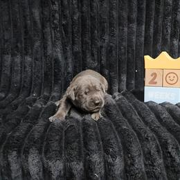 Orange collar - Gray male Cane Corso puppy in Fritch, Texas from Carrie Brown's Cane Corsos