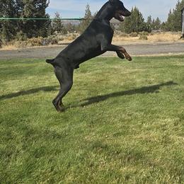 Wrip - Doberman Pinscher
