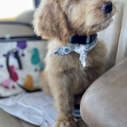 Aussiedoodle, Poodle, and Saint Berdoodle Puppies from Remington Kennels, LLC