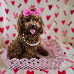 Tootsie - Poodle