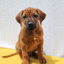 Rhodesian Ridgeback Puppies from Supernova Ridgebacks