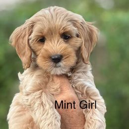 Girl 1 - Gold female Australian Cobberdog puppy in Grand Rapids, Michigan from Joreese Australian Cobberdogs